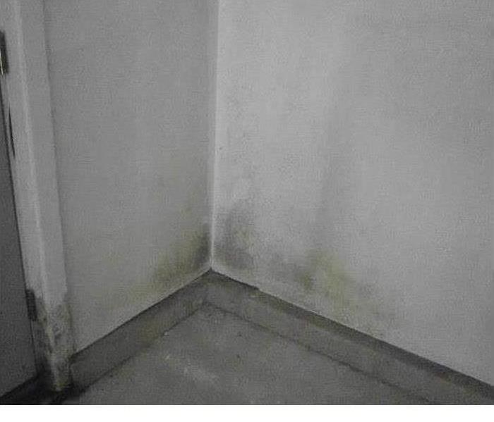 Visible Mold on Walls